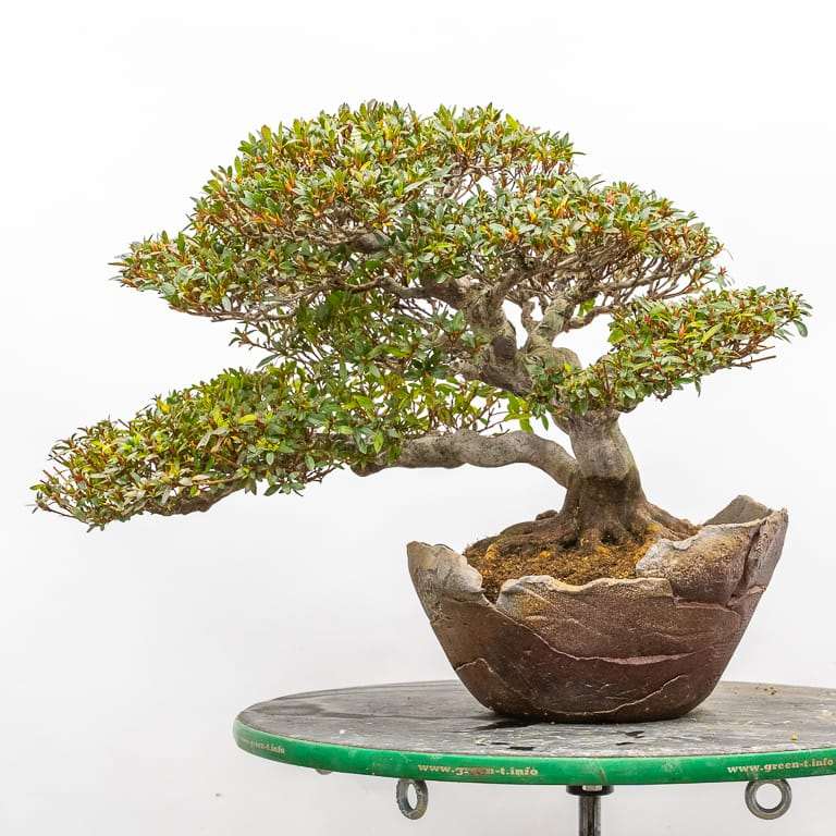 图解 小月杜鹃盆景怎么翻盆的13个过程