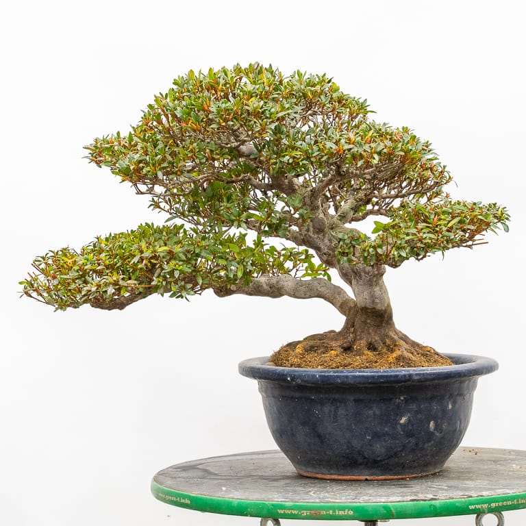 图解 小月杜鹃盆景怎么翻盆的13个过程