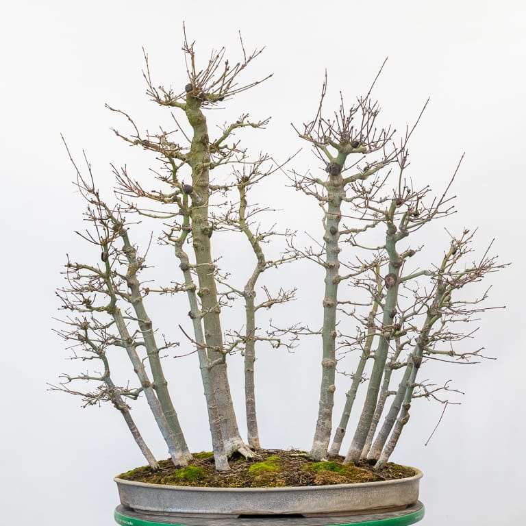 图解 日本丛林枫树盆景怎么翻盆的过程