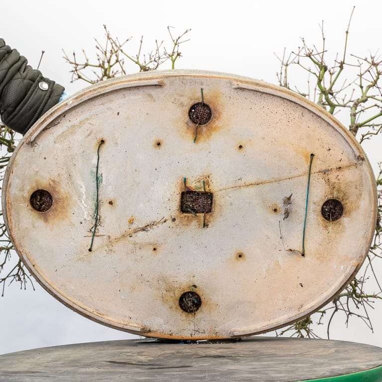 图解 日本丛林枫树盆景怎么翻盆的过程