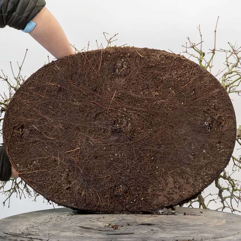 图解 日本丛林枫树盆景怎么翻盆的过程