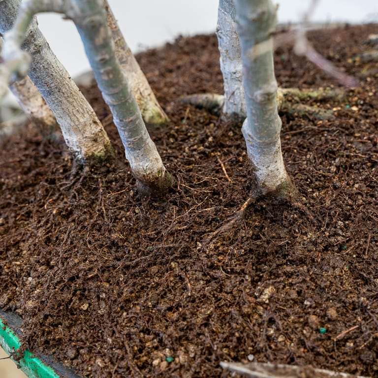 图解 日本丛林枫树盆景怎么翻盆的过程