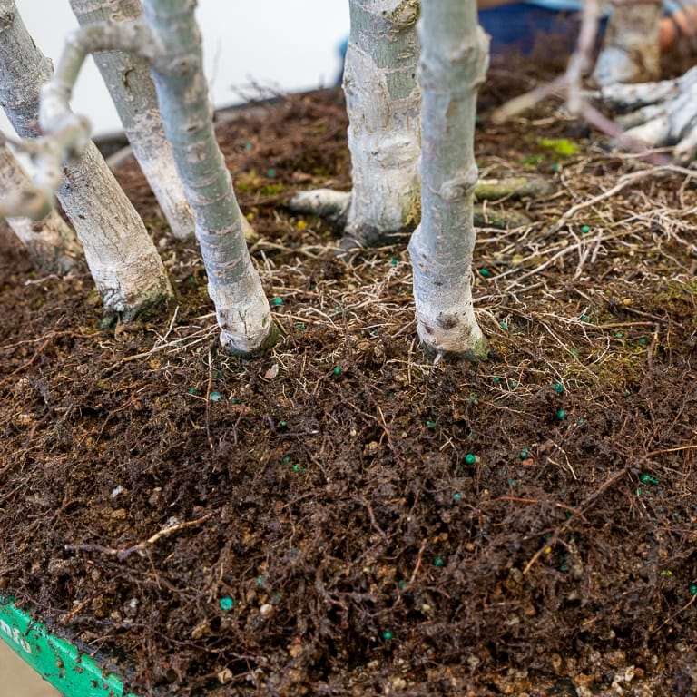 图解 日本丛林枫树盆景怎么翻盆的过程