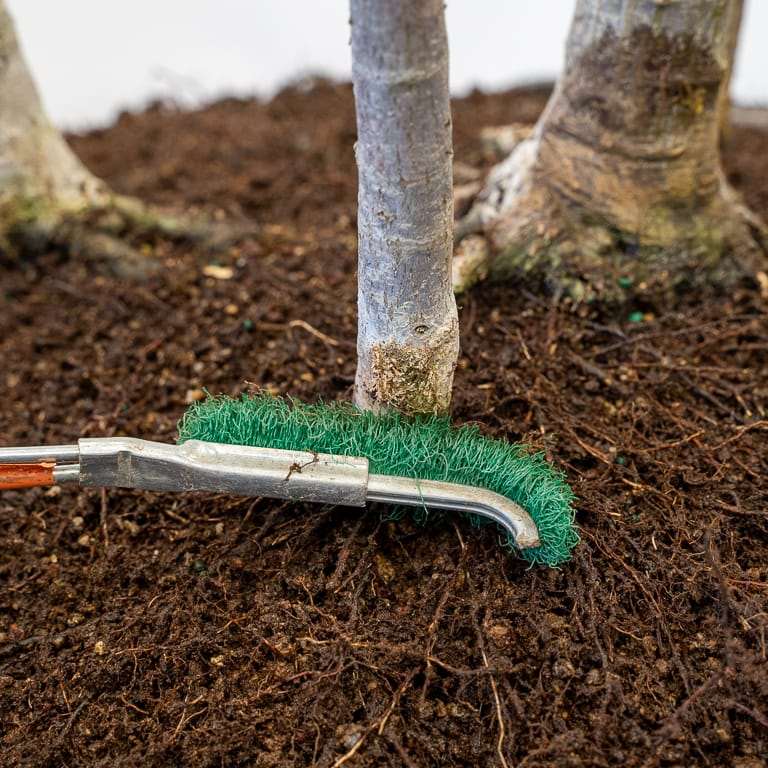 图解 日本丛林枫树盆景怎么翻盆的过程