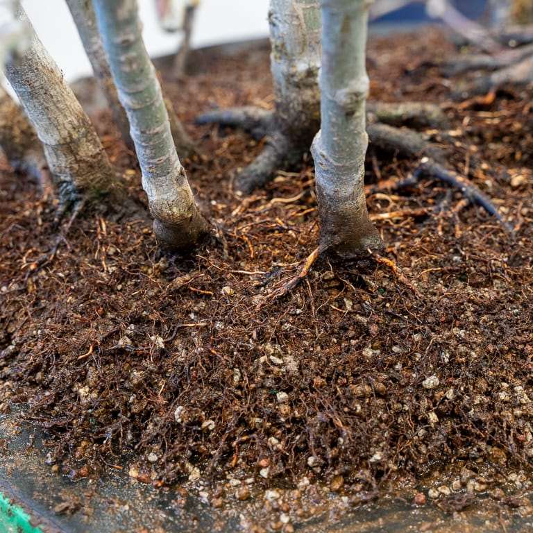 图解 日本丛林枫树盆景怎么翻盆的过程