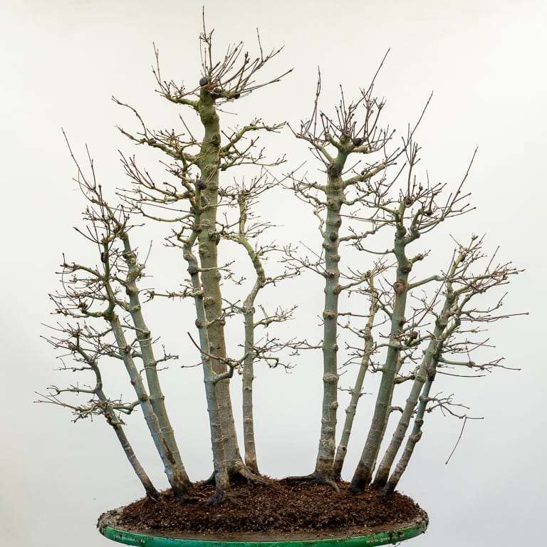 图解 日本丛林枫树盆景怎么翻盆的过程