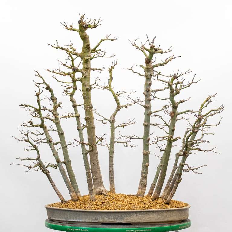 图解 日本丛林枫树盆景怎么翻盆的过程