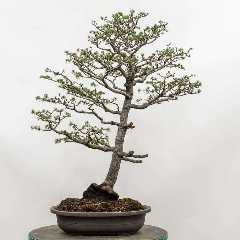 图解 雪松盆景怎么翻盆的16个过程