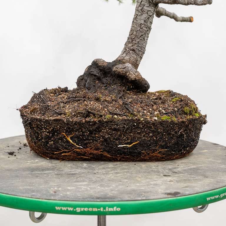 图解 雪松盆景怎么翻盆的16个过程