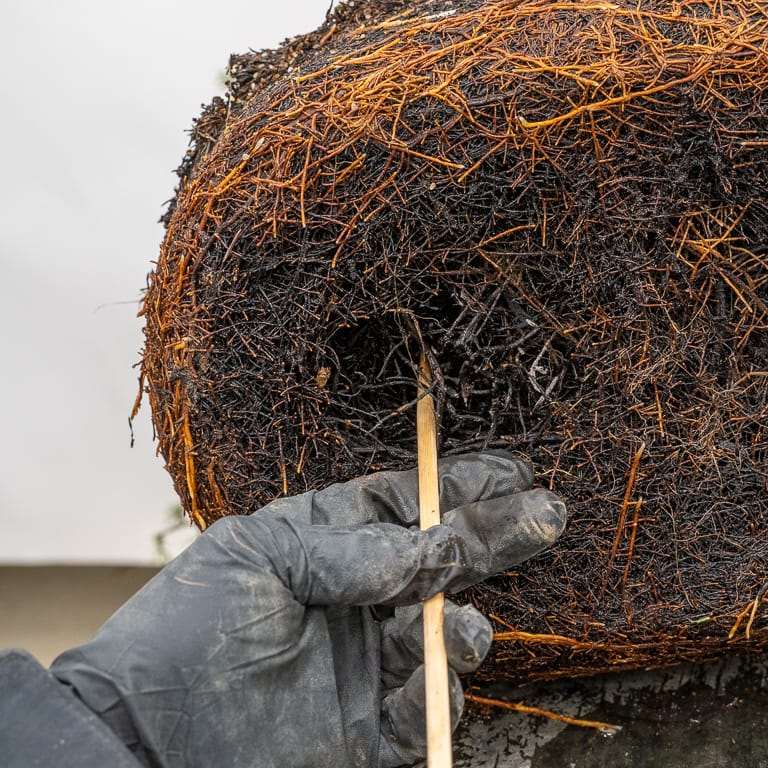 图解 雪松盆景怎么翻盆的16个过程