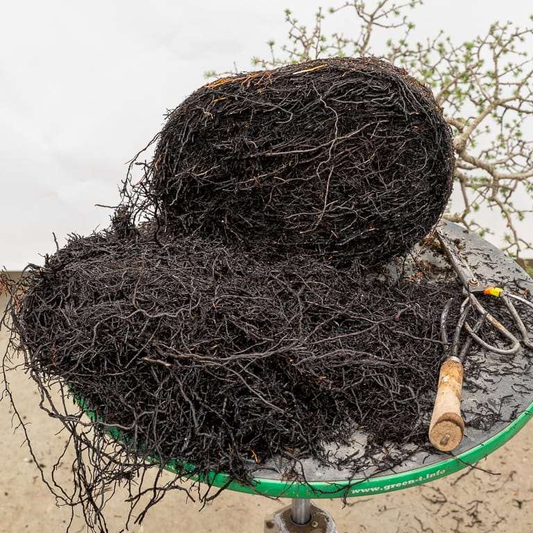 图解 雪松盆景怎么翻盆的16个过程