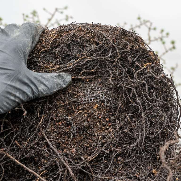 图解 雪松盆景怎么翻盆的16个过程