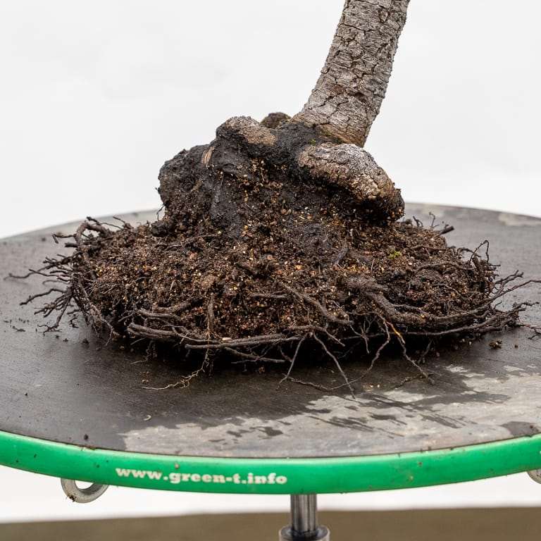 图解 雪松盆景怎么翻盆的16个过程