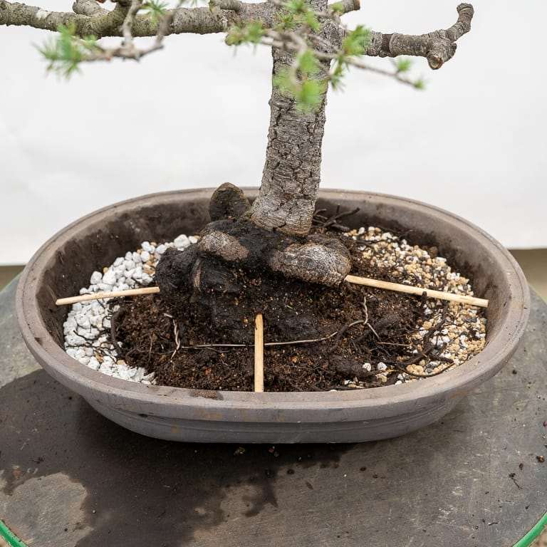 图解 雪松盆景怎么翻盆的16个过程