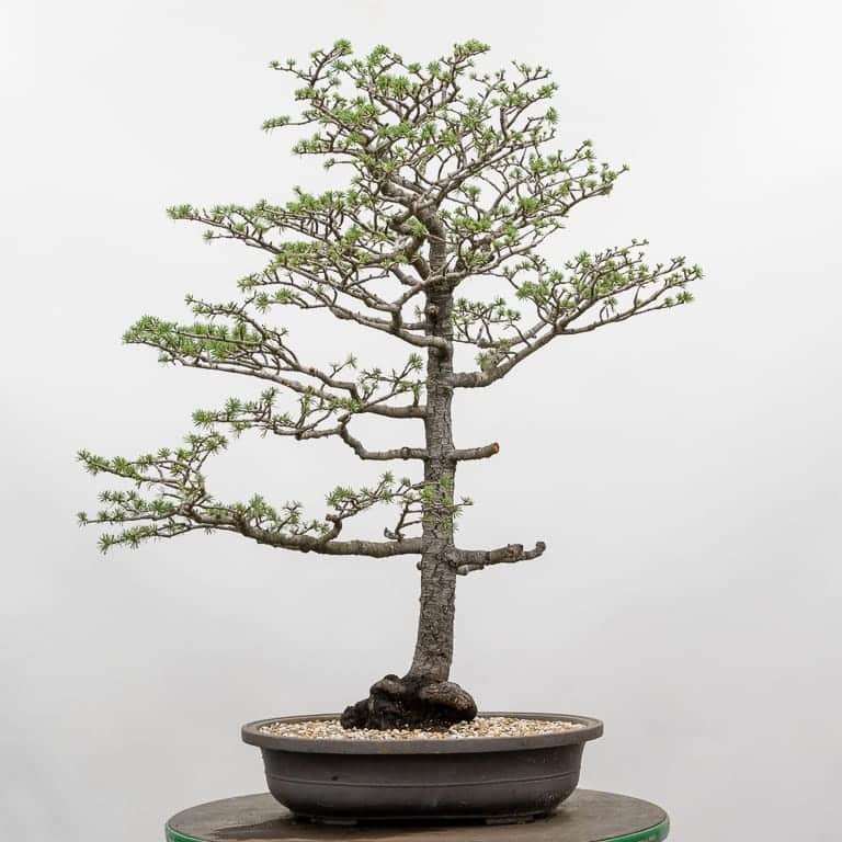 图解 雪松盆景怎么翻盆的16个过程