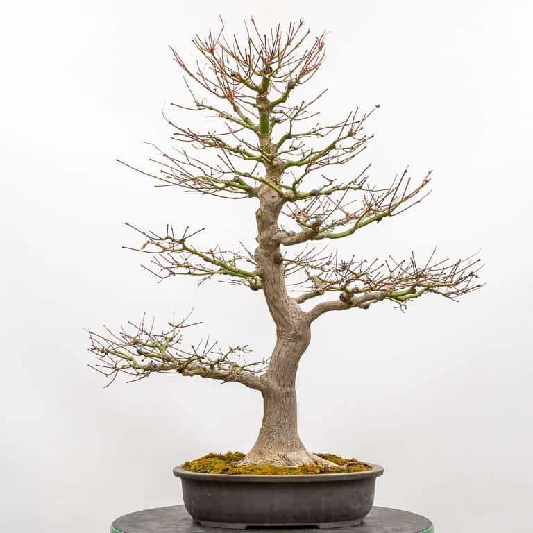 日本枫树盆景 秋季修剪 前后对比图片