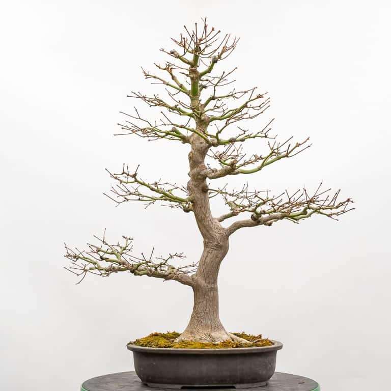 日本枫树盆景 秋季修剪 前后对比图片