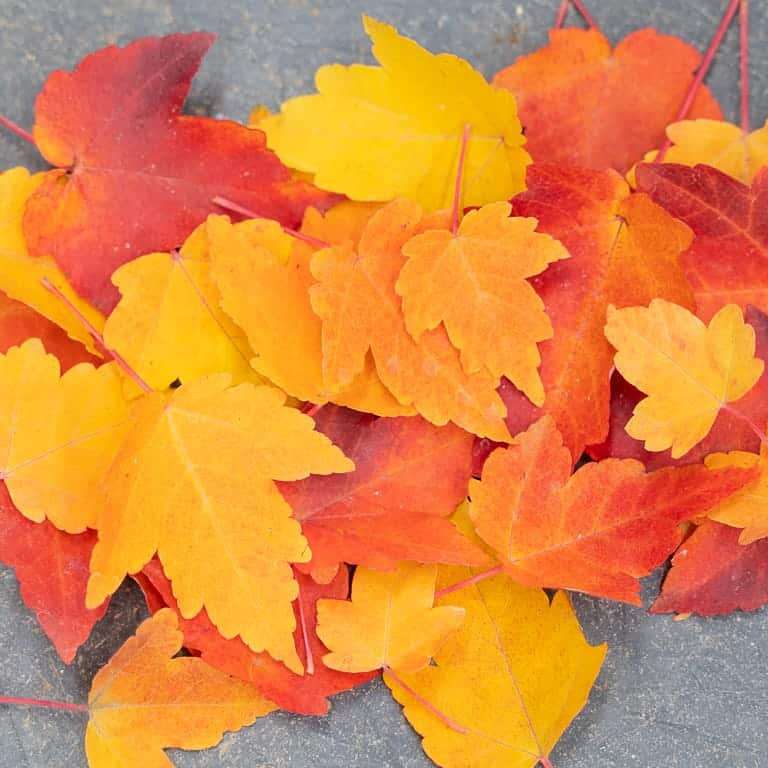 我开始种植红枫盆景