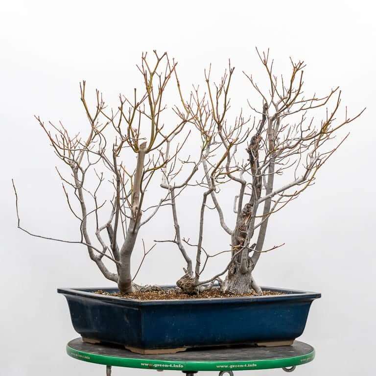 我开始种植红枫盆景