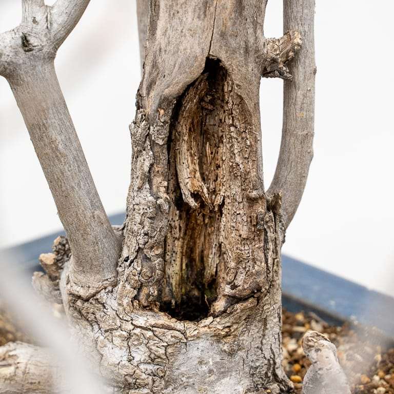 我开始种植红枫盆景