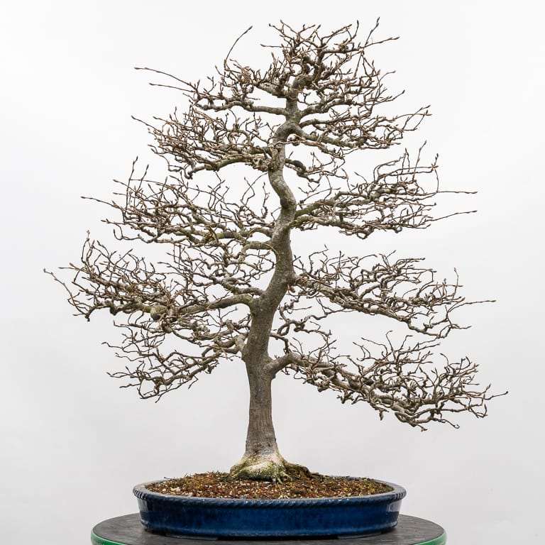 直立角树盆景修剪 前后对比图片