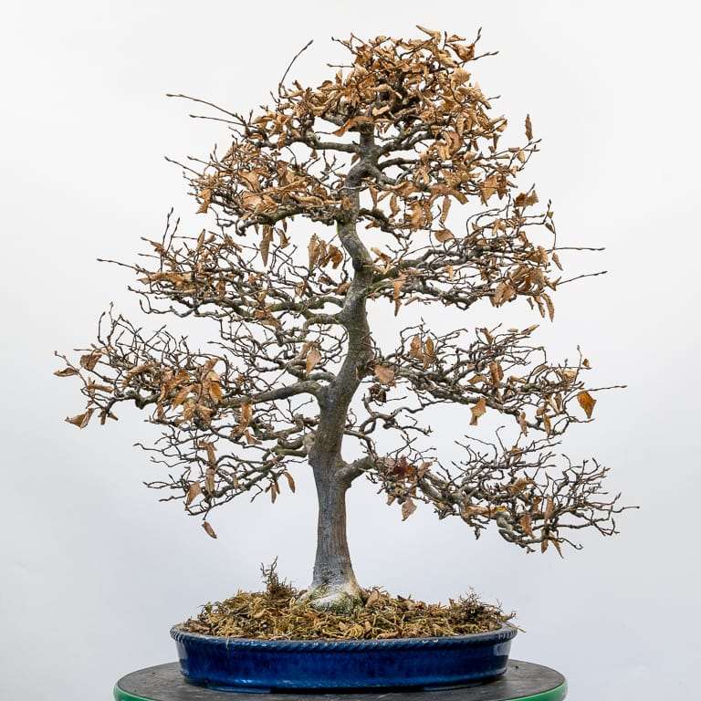 直立角树盆景修剪 前后对比图片