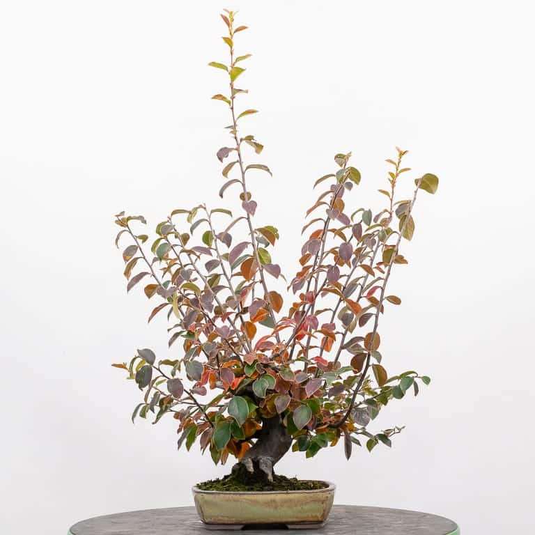 木瓜盆景枝条修剪前后 对比图片