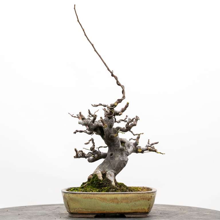 木瓜盆景枝条修剪前后 对比图片