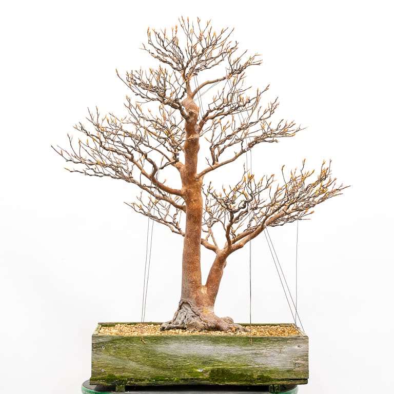 图解 枯死的盆景树干怎么解决的5个步骤