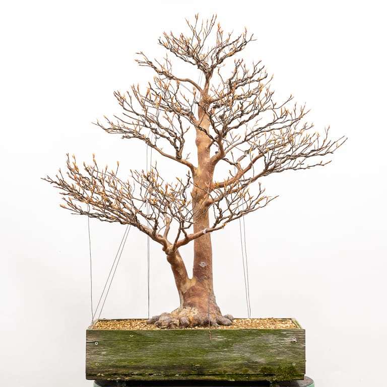 图解 枯死的盆景树干怎么解决的5个步骤