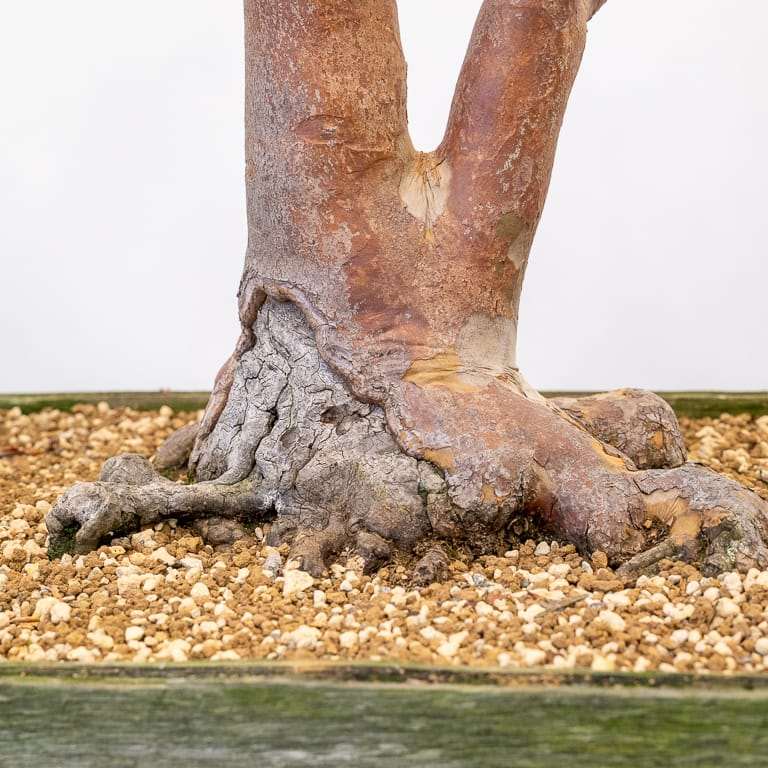 图解 枯死的盆景树干怎么解决的5个步骤