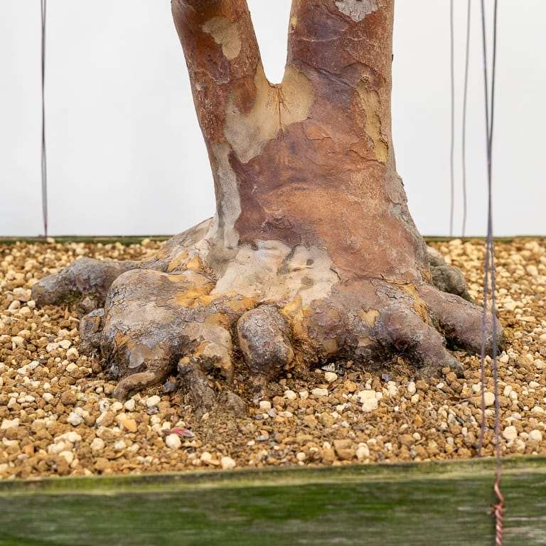 图解 枯死的盆景树干怎么解决的5个步骤