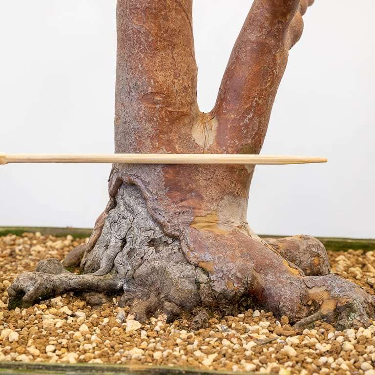 图解 枯死的盆景树干怎么解决的5个步骤