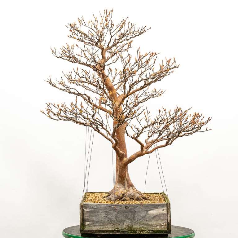 图解 枯死的盆景树干怎么解决的5个步骤