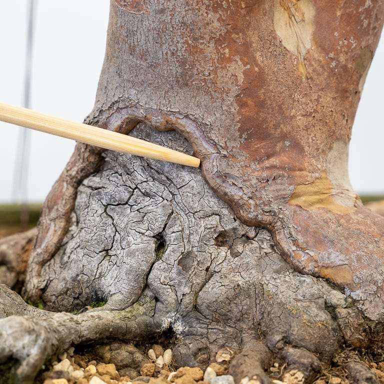 图解 枯死的盆景树干怎么解决的5个步骤