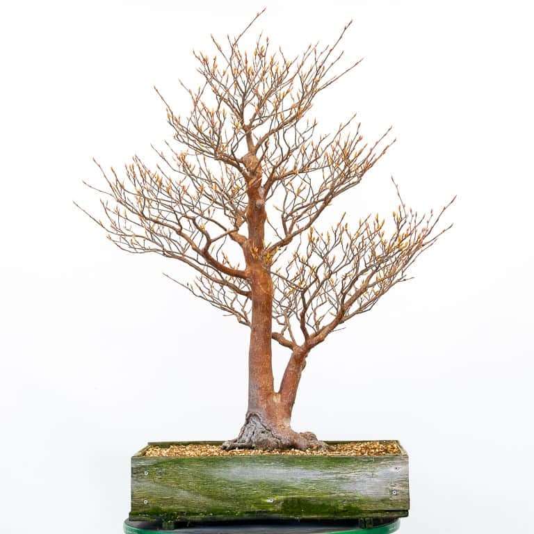 紫茎属盆景修剪蟠扎 前后 对比图片