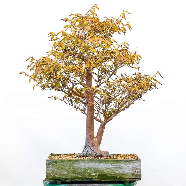 紫茎属盆景修剪蟠扎 前后 对比图片