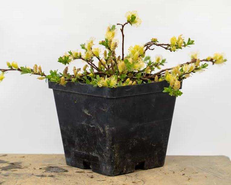 图解 矮猫柳盆景怎么修剪蟠扎的7个过程