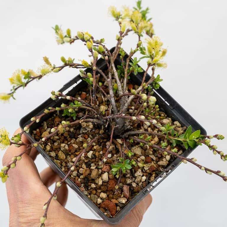 图解 矮猫柳盆景怎么修剪蟠扎的7个过程