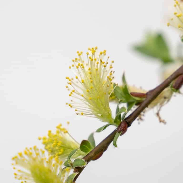 图解 矮猫柳盆景怎么修剪蟠扎的7个过程