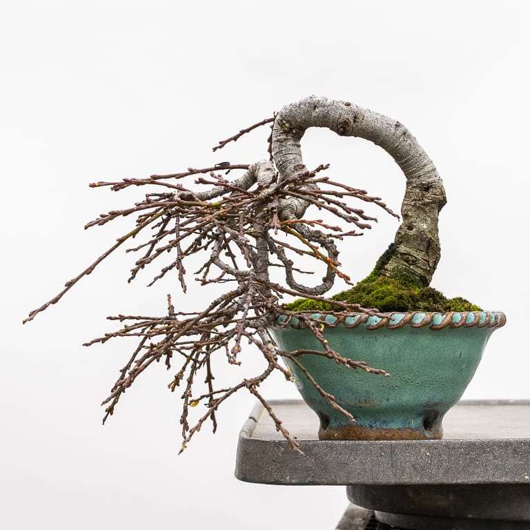 图解 矮猫柳盆景怎么修剪蟠扎的7个过程