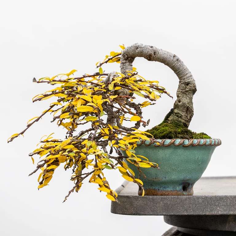 图解 矮猫柳盆景怎么修剪蟠扎的7个过程