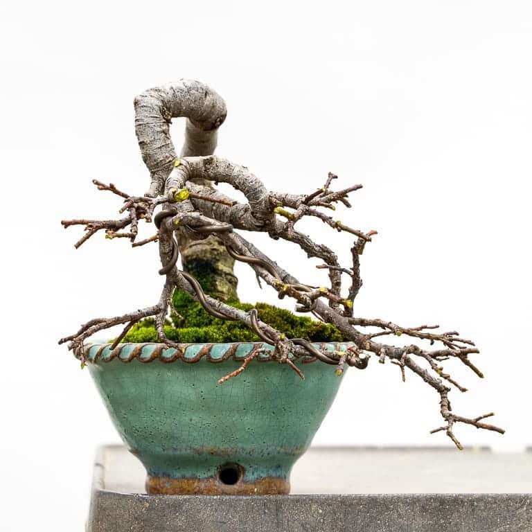 图解 矮猫柳盆景怎么修剪蟠扎的7个过程