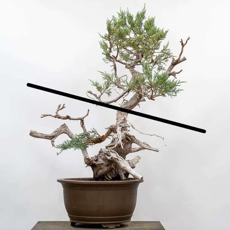 图解 老外怎么设计刺柏盆景的7个步骤