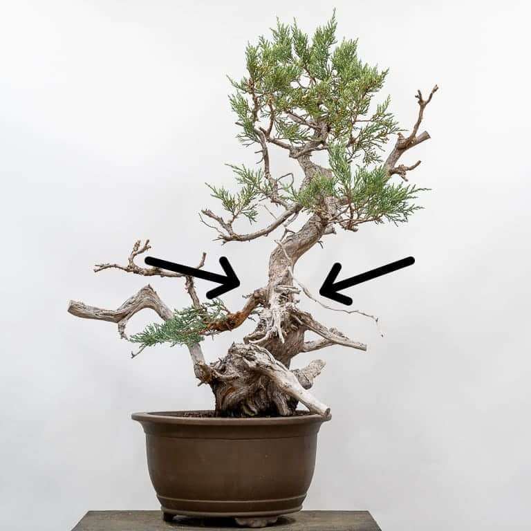 图解 老外怎么设计刺柏盆景的7个步骤