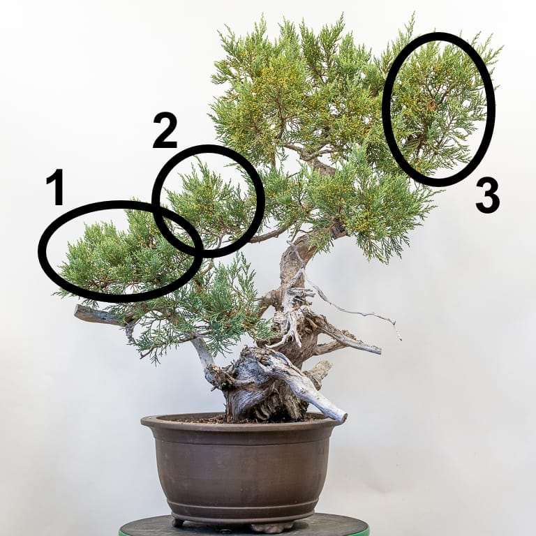 图解 老外怎么设计刺柏盆景的7个步骤