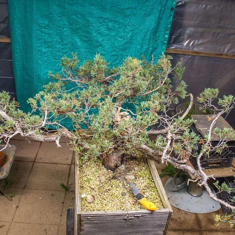 图解 老外怎么设计刺柏盆景的7个步骤