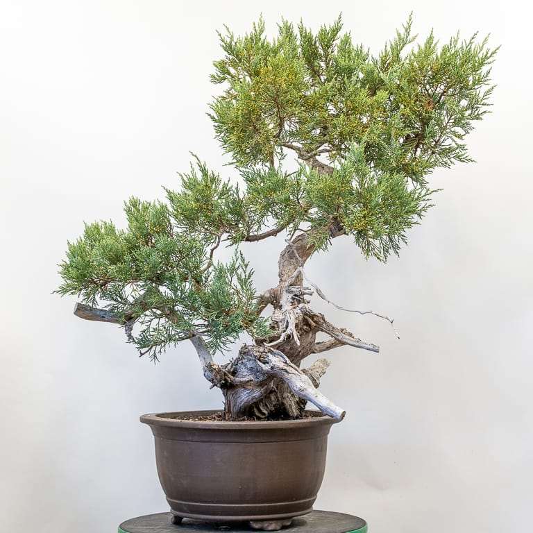 图解 对杜松盆景怎么初步造型的方法