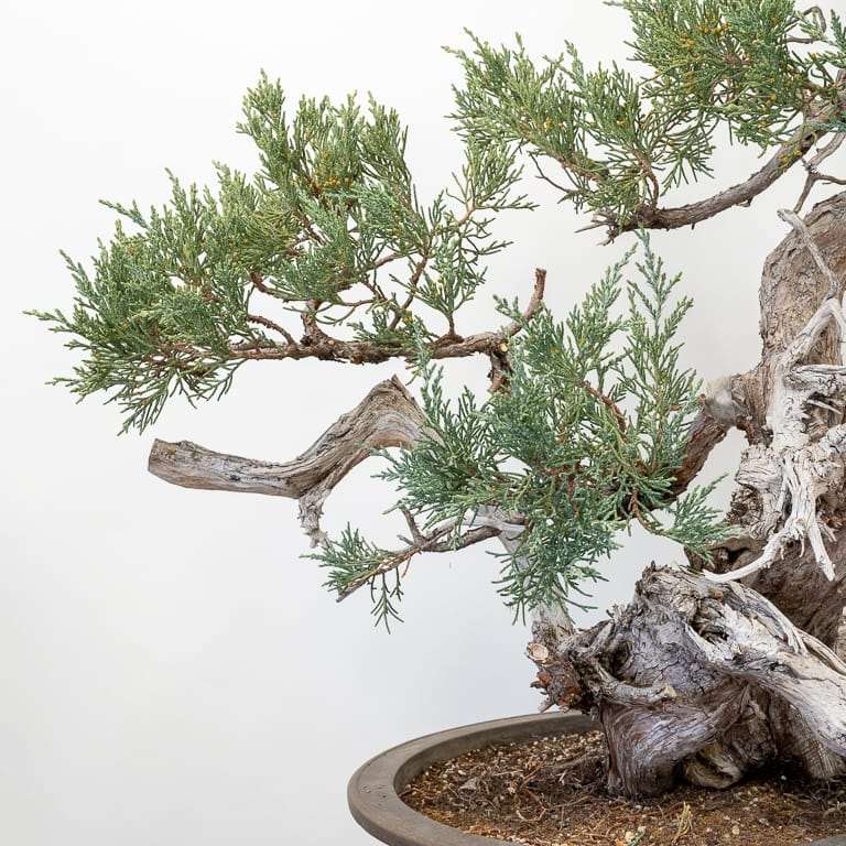 图解 对杜松盆景怎么初步造型的方法