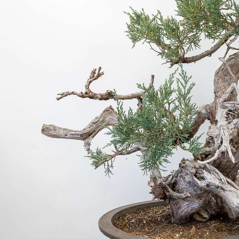 图解 对杜松盆景怎么初步造型的方法
